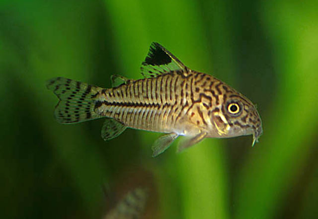 Corydoras trilineatus