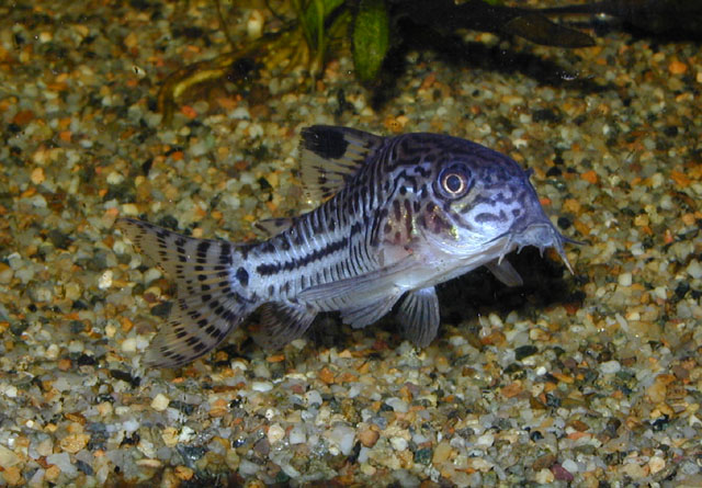 Corydoras trilineatus