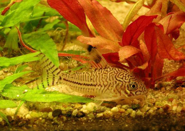 Corydoras trilineatus