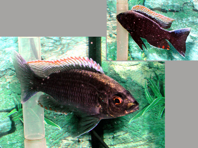 Copadichromis virginalis