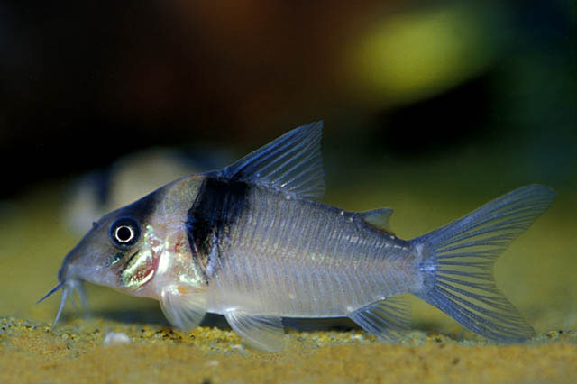 Corydoras virginiae