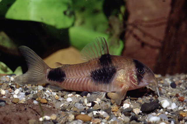 Corydoras weitzmani