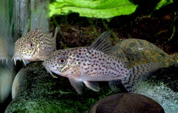 Corydoras xinguensis