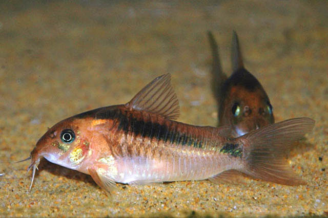 Corydoras zygatus