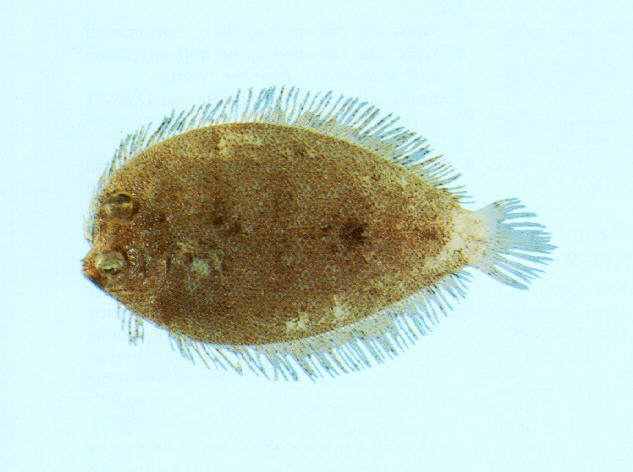 Crossorhombus azureus