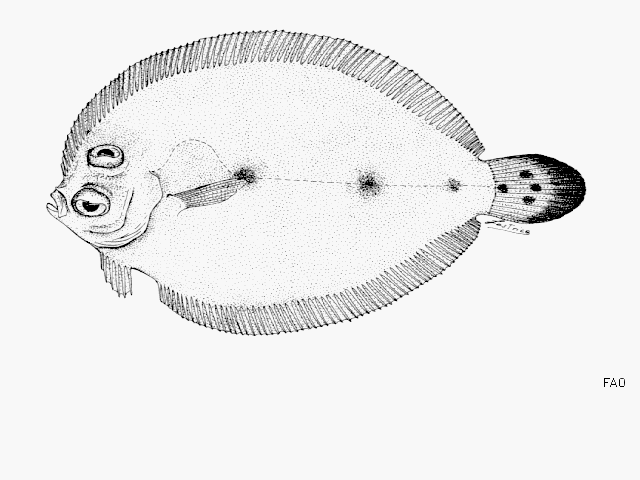 Crossorhombus azureus