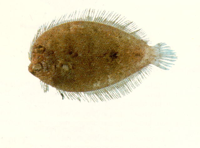 Crossorhombus azureus