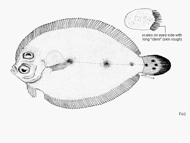 Crossorhombus azureus