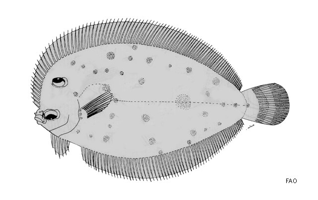 Crossorhombus azureus