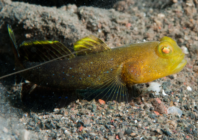 Cryptocentrus fasciatus