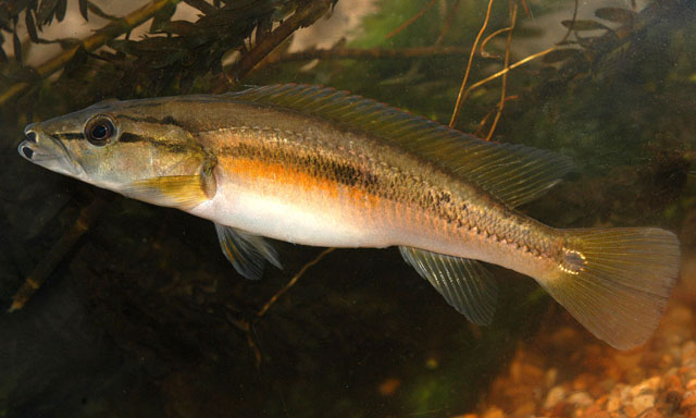 Crenicichla celidochilus