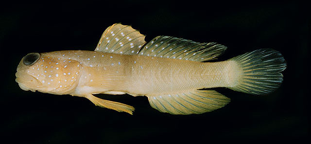 Cryptocentrus cinctus