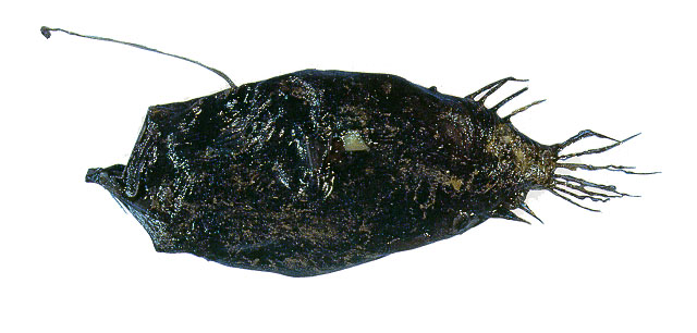 Cryptopsaras couesii