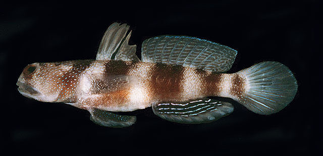 Cryptocentrus fasciatus