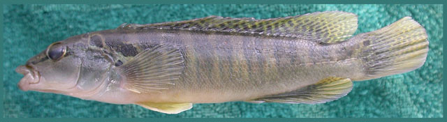 Crenicichla hadrostigma