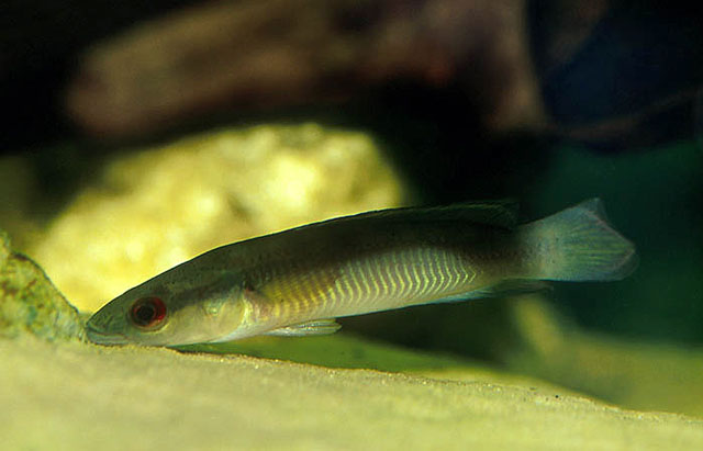 Crenicichla johanna