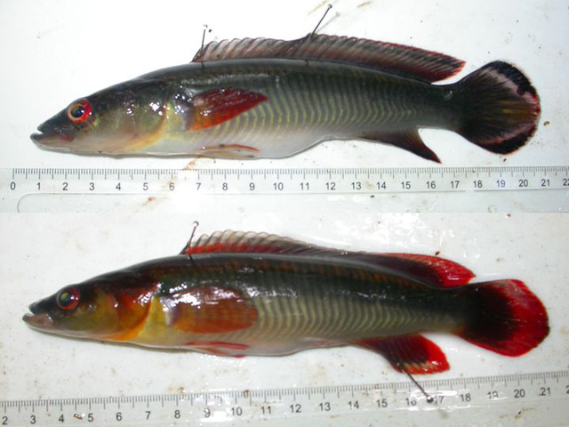 Crenicichla johanna