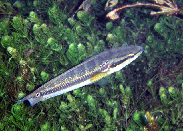 Crenicichla lepidota