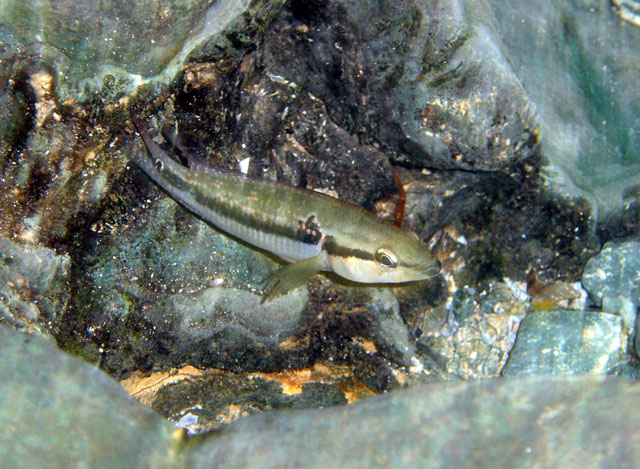 Crenicichla lepidota