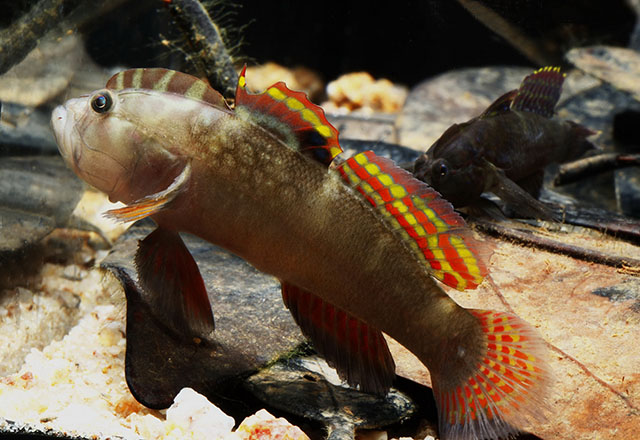 Cristatogobius rubripectoralis