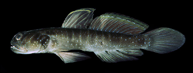 Cryptocentrus multicinctus