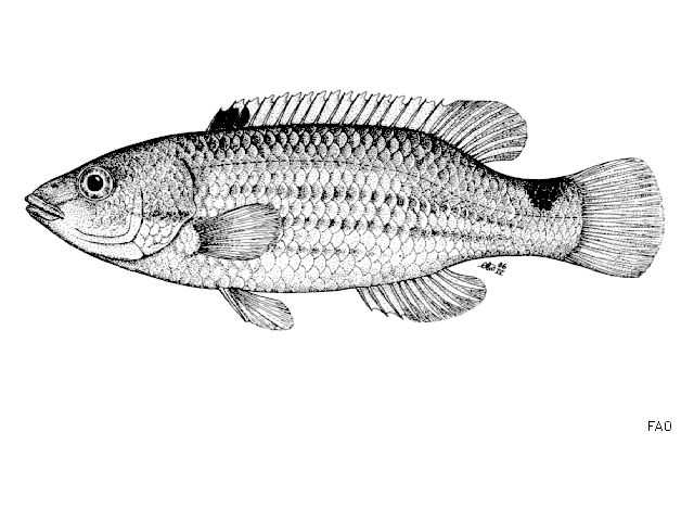 Ctenolabrus rupestris