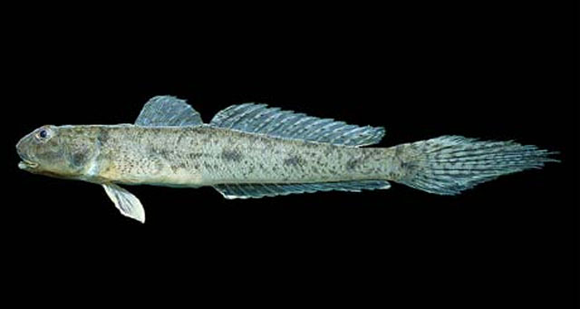 Ctenogobius sagittula