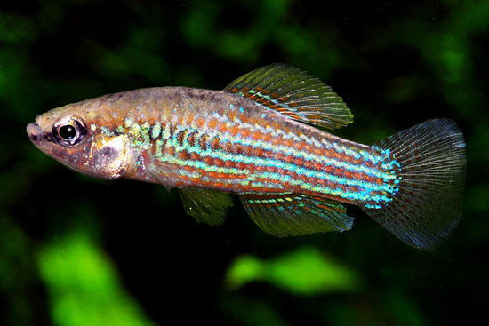 Cubanichthys cubensis