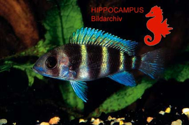 Cyphotilapia frontosa