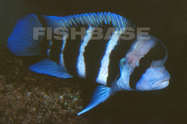 Cyphotilapia frontosa