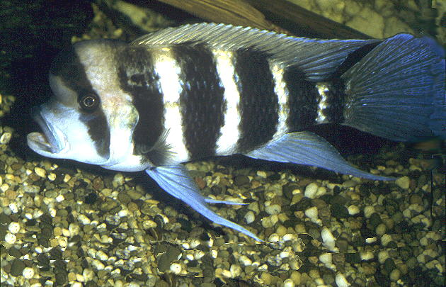 Cyphotilapia frontosa