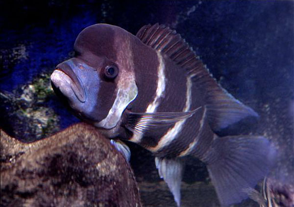 Cyphotilapia frontosa