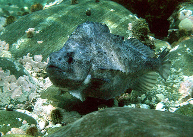 Cyclopterus lumpus