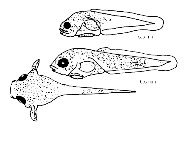 Cyclopterus lumpus