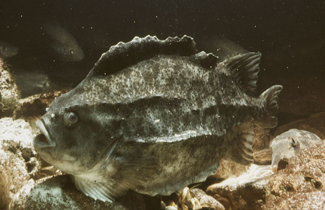 Cyclopterus lumpus