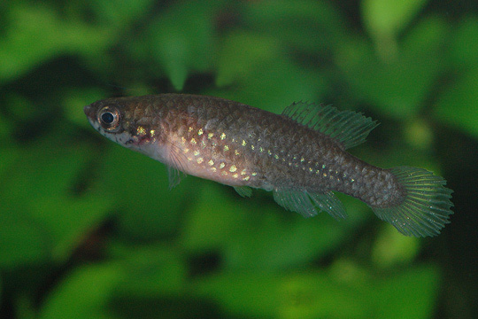 Cynopoecilus melanotaenia