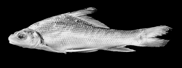 Neobarynotus microlepis