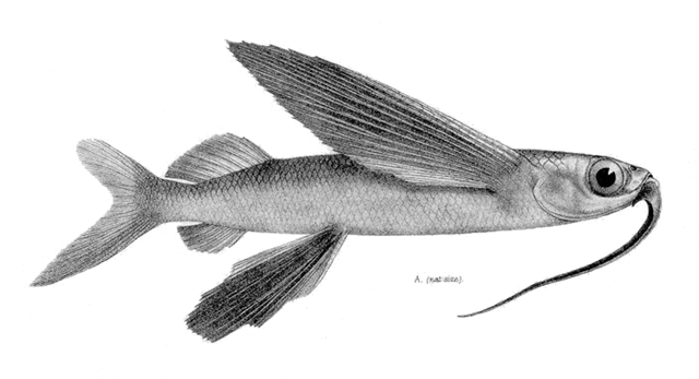 Cypselurus naresii