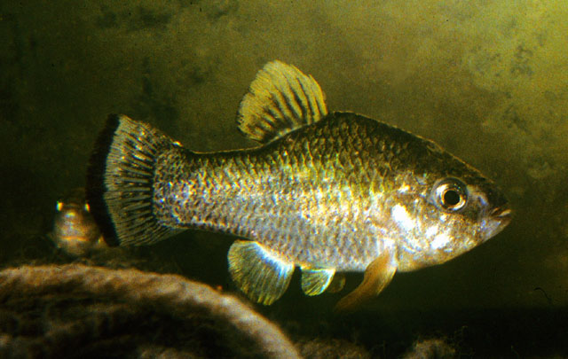 Cyprinodon nazas