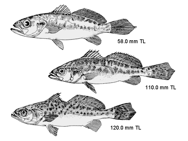 Cynoscion nebulosus