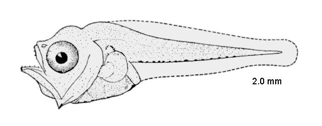 Cynoscion nebulosus