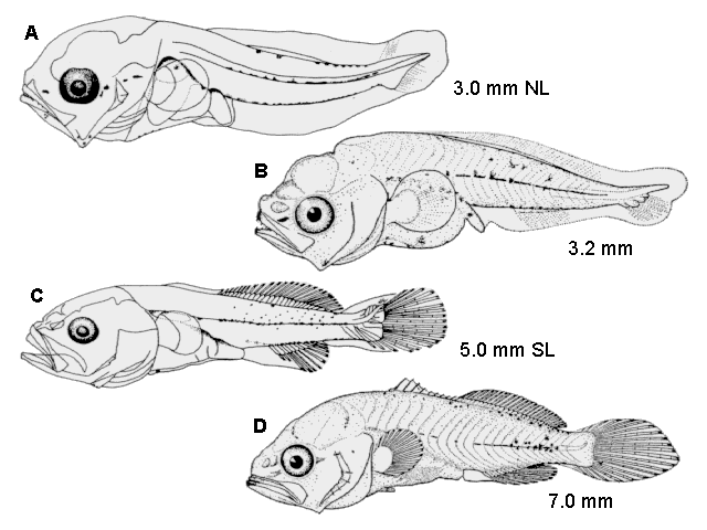 Cynoscion nebulosus