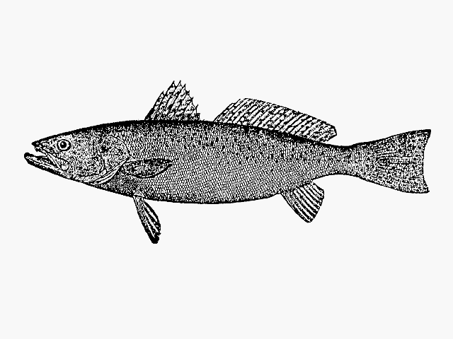 Cynoscion nebulosus