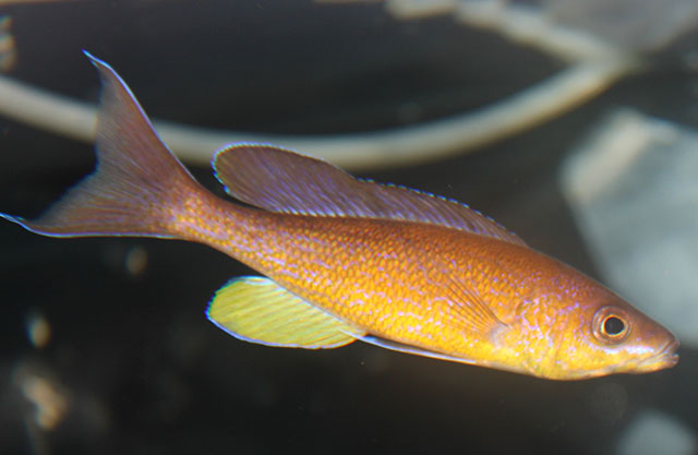 Cyprichromis pavo