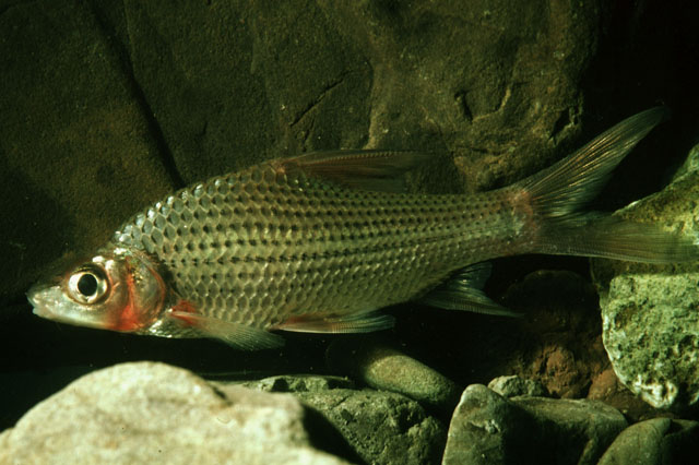 Anematichthys repasson