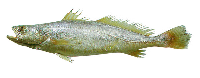 Cynoscion virescens