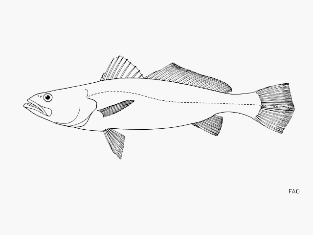 Cynoscion xanthulus