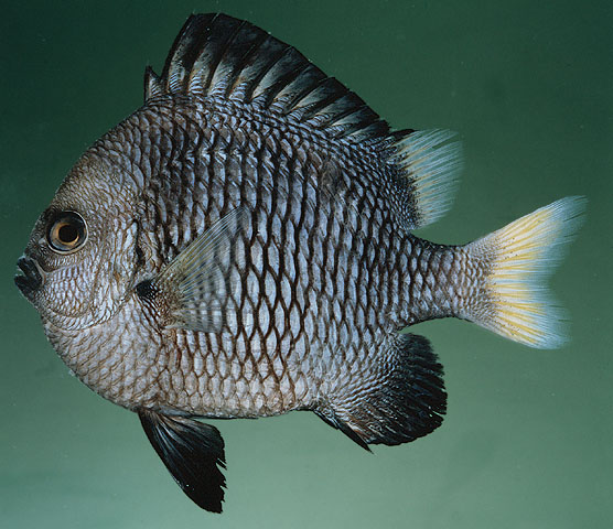 Dascyllus flavicaudus