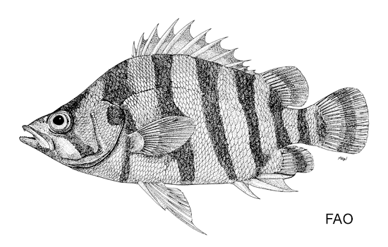 Datnioides polota