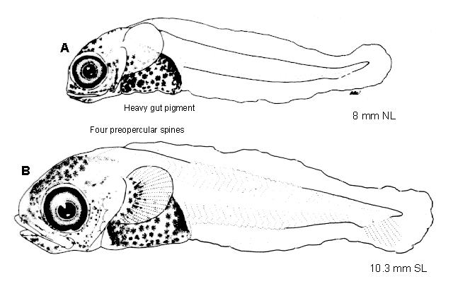 Dasycottus setiger